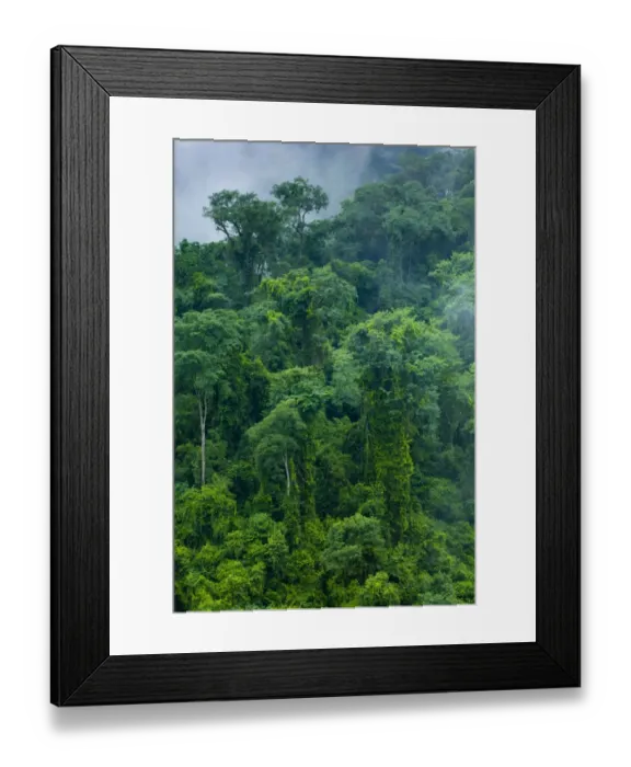 Framed Print : Argentina, Salta, Parque Nacional Calilegua. Dense cloud forest in the National Park near Calilegua Framed Print : Argentina, Salta, Parque Nacional Calilegua. Dense cloud forest in the National Park near Calilegua