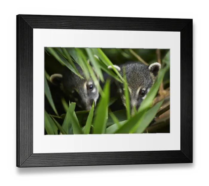 Framed Print : Argentina, Misiones, Iguazu National Park. Tagged Coati near the Iguazu waterfalls - A world heritage Framed Print : Argentina, Misiones, Iguazu National Park. Tagged Coati near the Iguazu waterfalls - A world heritage