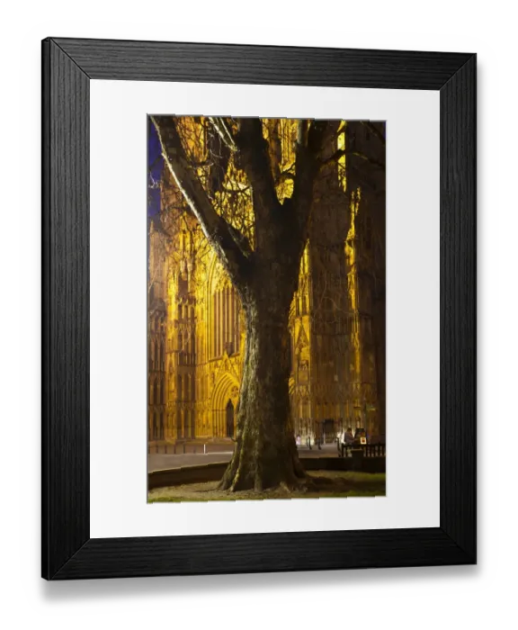 Framed Print : England, North Yorkshire, York City. Grand tree with the equally grand York Minster Cathedral in the distance, with a street busker playing a piano Framed Print : England, North Yorkshire, York City. Grand tree with the equally grand York Minster Cathedral in the distance, with a street busker playing a piano