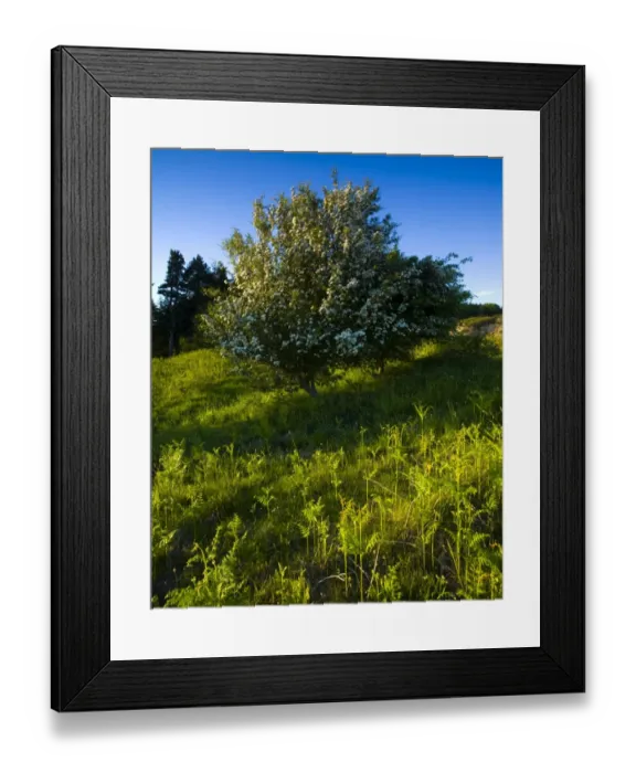 Framed Print : England, Northumberland, Kyloe Hills. Native ferns and flowering Hawthorn Tree on the Kyloe Hills