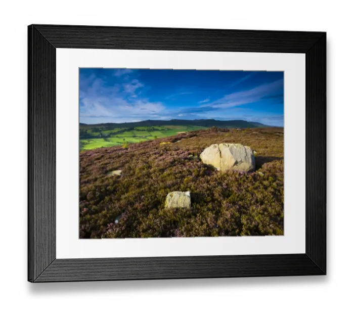 Framed Print : England, Northumberland, Rothbury. Flowering heather on the open moorland known as the Rothbury Terraces, looking