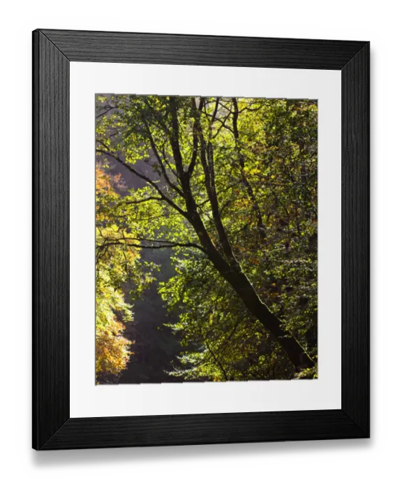 Framed Print : England, Northumberland, Allen Banks & Staward Gorge. Tree on the banks of the River Allen within Framed Print : England, Northumberland, Allen Banks & Staward Gorge. Tree on the banks of the River Allen within