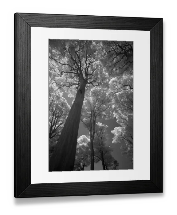 Framed Print : Canopy Sky