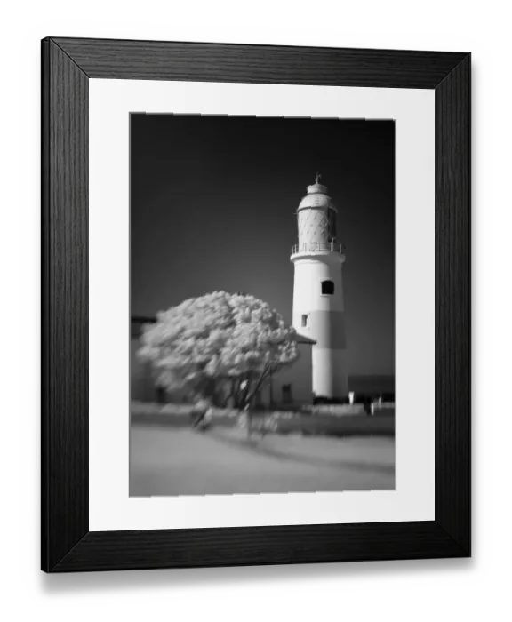 Framed Print : Lighthouse Tree