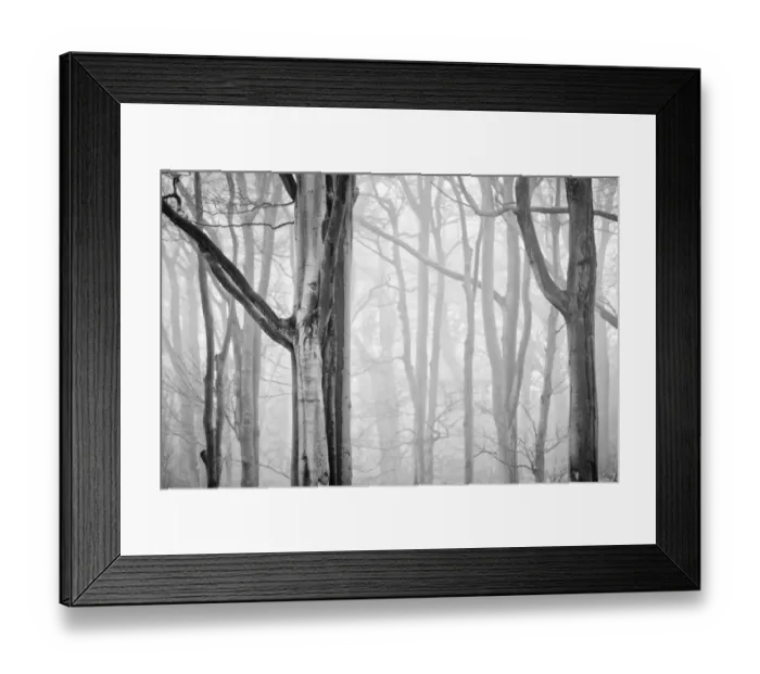 Framed Print : Tree Mist. England, Tyne and Wear, Holywell Dene Framed Print : Tree Mist. England, Tyne and Wear, Holywell Dene