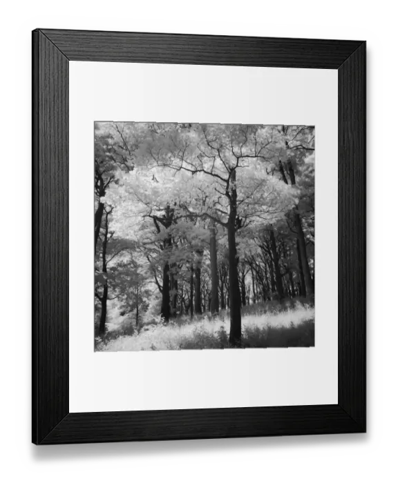 Framed Print : Forest Light