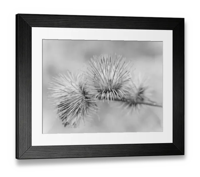 Framed Print : England, Tyne and Wear, Gibside Estate