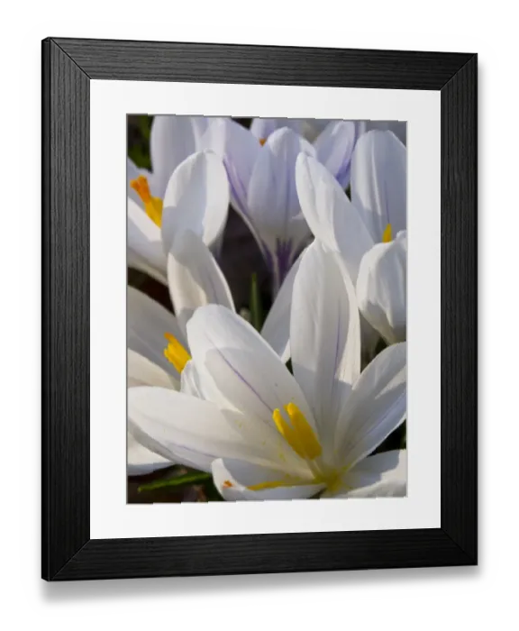 Framed Print : England, London, Hyde Park Framed Print : England, London, Hyde Park