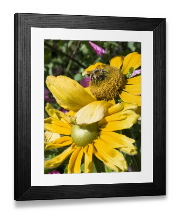 Framed Print : England, Scottish Borders, Bumble Bee Framed Print : England, Scottish Borders, Bumble Bee