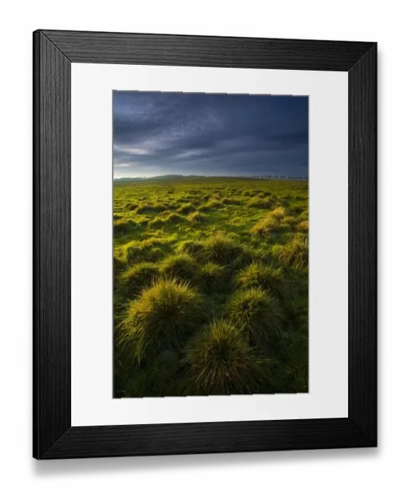Framed Print : England, Tyne & Wear, Newcastle Upon Tyne. Tussock on the Town Moor, a large area of common land located within the city of Newcastle