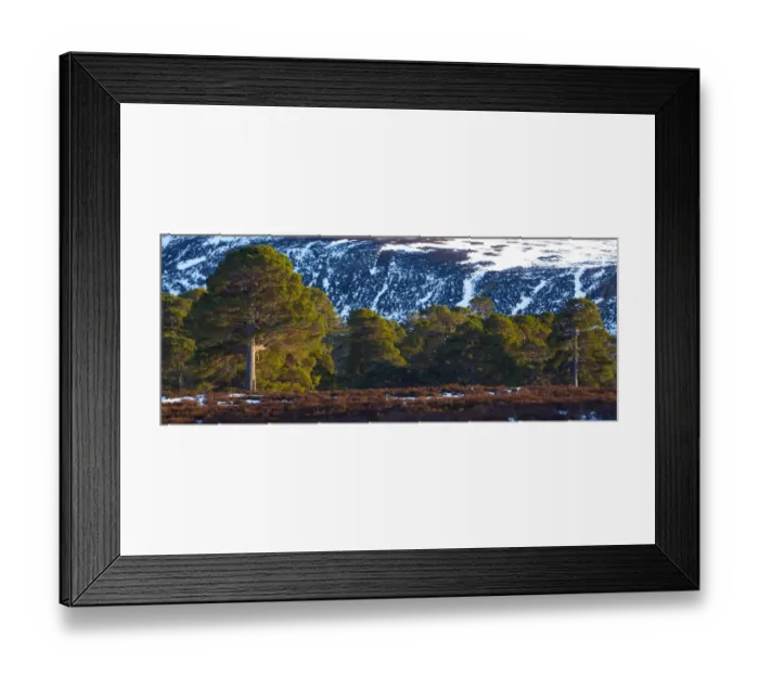 Framed Print : Scotland, Aberdeenshire, Mar Lodge Estate