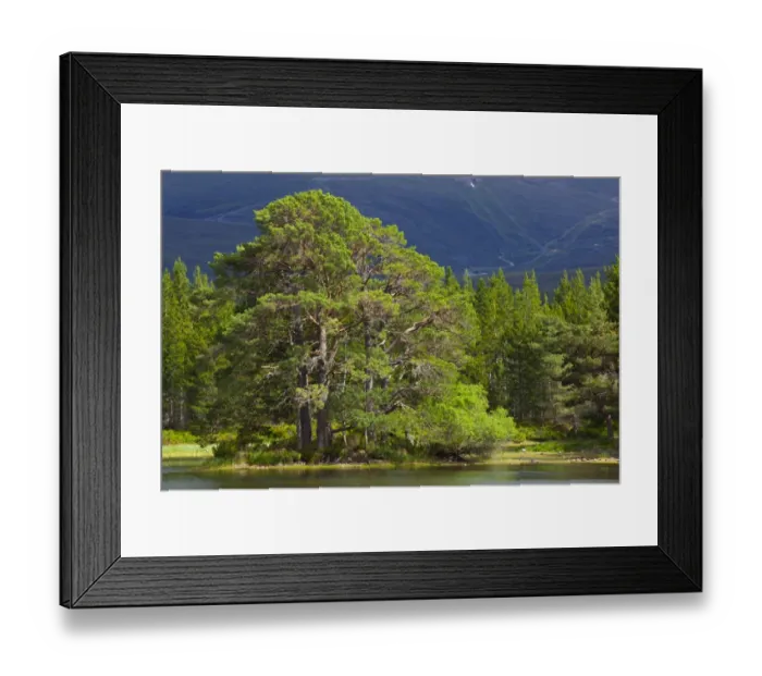Framed Print : Scotland, Scottish Highlands, Cairngorms National Park