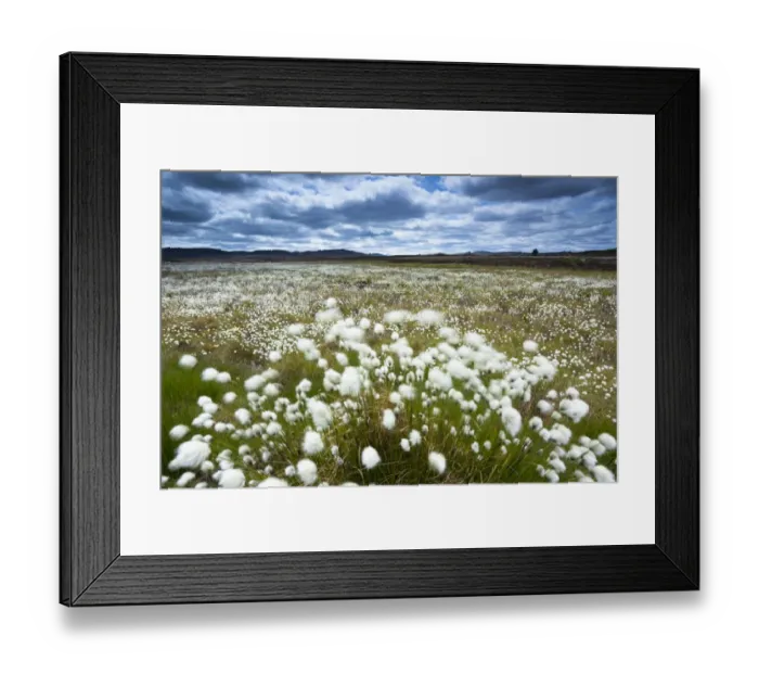 Framed Print : Scotland, Scottish Highlands, Cairngorms National Park