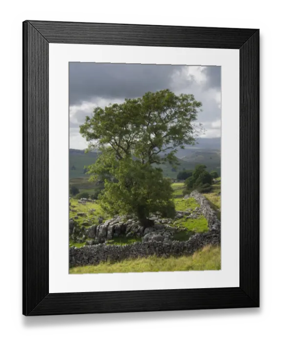 Framed Print : England, Yorkshire, Yorkshire Dales National Park Framed Print : England, Yorkshire, Yorkshire Dales National Park