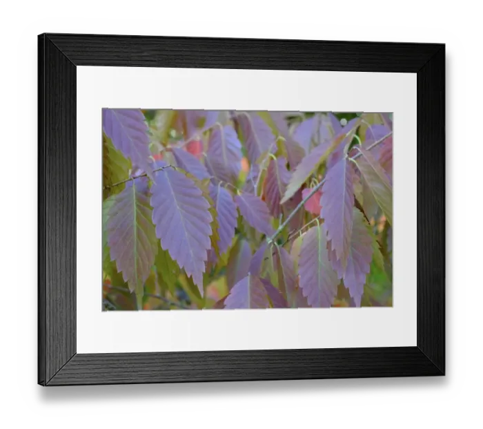 Framed Print : England, County Durham, East Durham College Arboretum