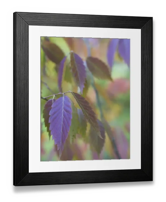Framed Print : England, County Durham, East Durham College Arboretum Framed Print : England, County Durham, East Durham College Arboretum