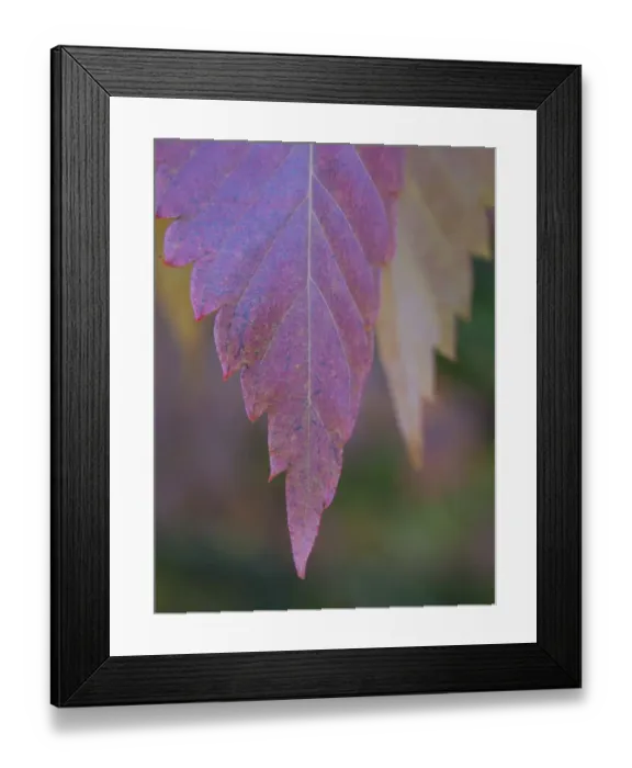 Framed Print : England, County Durham, East Durham College Arboretum