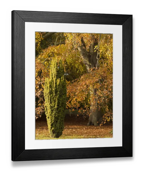 Framed Print : England, Nottinghamshire, Clumber Park