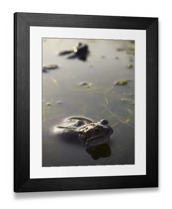 Framed Print : England, Newcastle Upon Tyne. Gosforth