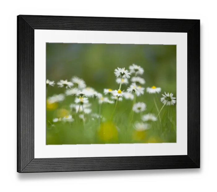 Framed Print : England, Northumberland, Daisy Flowers Framed Print : England, Northumberland, Daisy Flowers