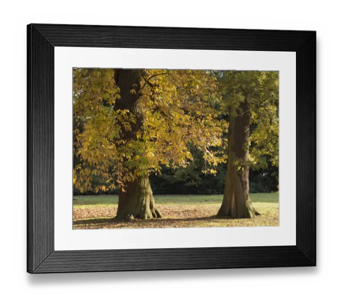 Framed Print : England, Nottinghamshire, Clumber Park