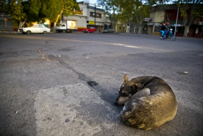 Framed Print : Argentina, Mendoza, Malargue. Stray dog sleeping in the bus station of Malargue