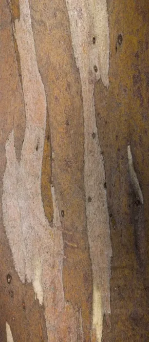 Framed Print : Australia, Tasmania, Cradle Mt - Lake St Clair National Park. Detail view of bark belonging to a Gumtree growing alongside