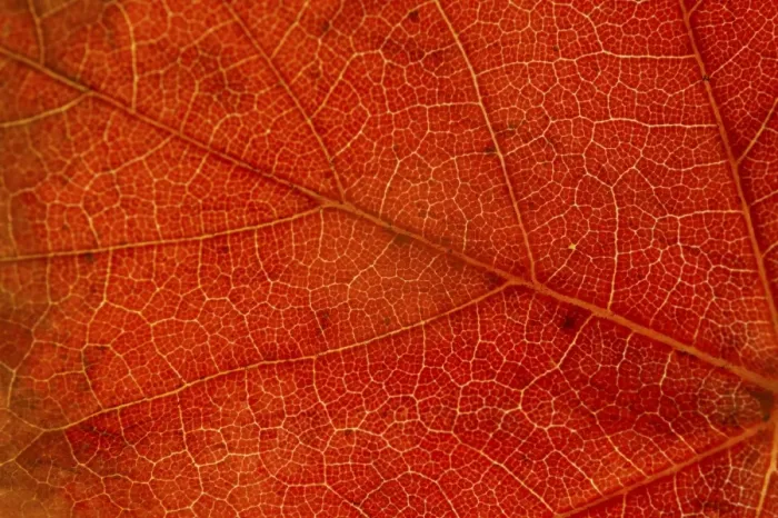 Framed Print : Autumn Leaves