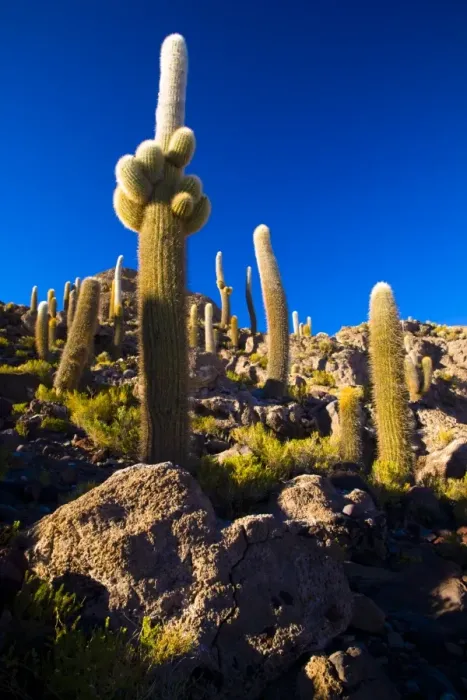 Framed Print : Bolivia, Southern Altiplano, Salar de Uyuni. Cacti growing on Isla de Pescado Framed Print : Bolivia, Southern Altiplano, Salar de Uyuni. Cacti growing on Isla de Pescado