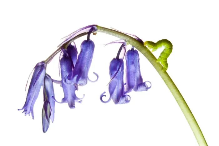 Framed Print : Caterpillar on wild Bluebell flowers growing in the county of Northumberland, UK