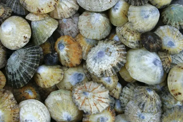 Framed Print : A collection of Seashells, photographed near to St Marys Island Framed Print : A collection of Seashells, photographed near to St Marys Island