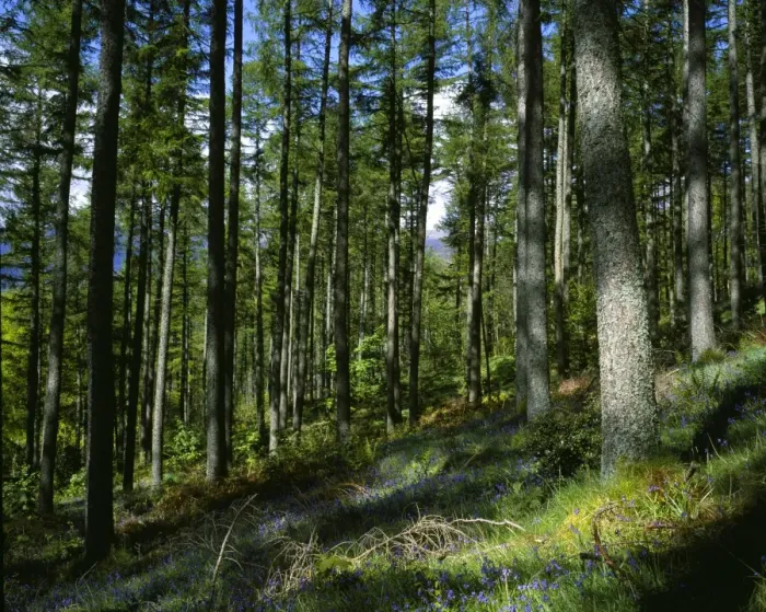 Framed Print : England, Cumbria, Lake District National Park. A blanket of wild bluebells within Great Wood in Borrowdale Framed Print : England, Cumbria, Lake District National Park. A blanket of wild bluebells within Great Wood in Borrowdale