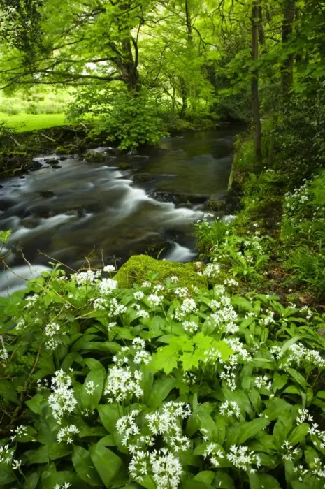 Framed Print : England, Cumbria, Lake District National Park. Yewdale Beck running through woodland