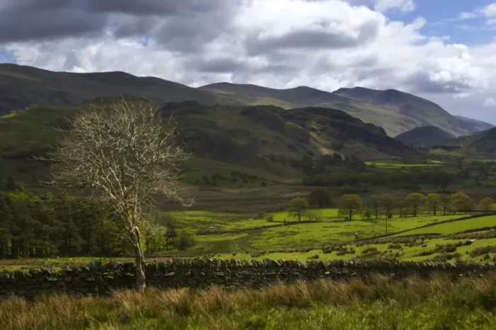 Framed Print : ENGLAND Cumbria Lake District National Park A lonely tree on the farmed plains of Castlerigg Fell