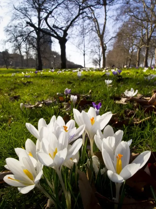 Framed Print : England, London, Hyde Park