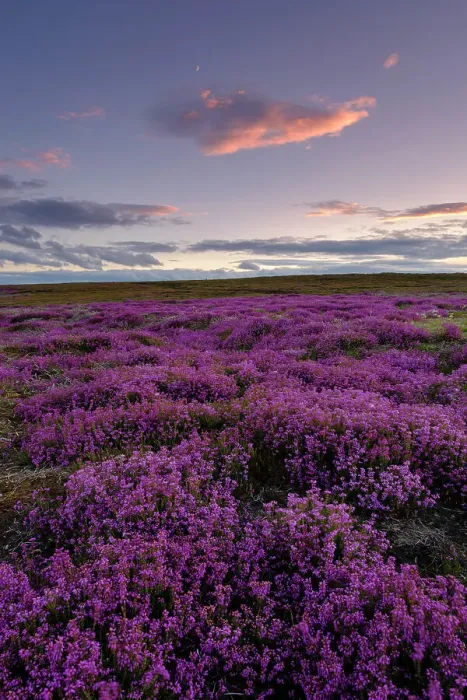Framed Print : England, North Yorkshire, North York Moors National Park Framed Print : England, North Yorkshire, North York Moors National Park