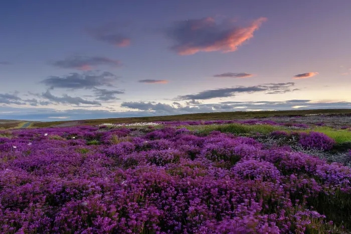 Framed Print : England, North Yorkshire, North York Moors National Park