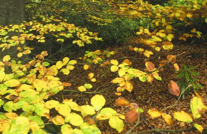 Framed Print : ENGLAND, Northumberland, Allen Banks. A colourful display of autumn colours in the Allen Banks National