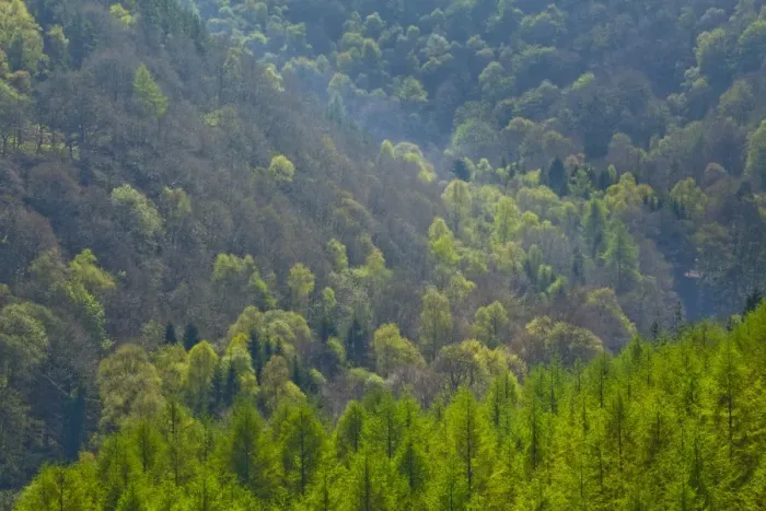 Framed Print : England, Northumberland, Allen Banks & Staward Gorge. Pine Tree Forest Plantation in the Staward Gorge National