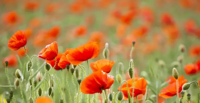 Framed Print : England, Northumberland, Corbridge. Poppy Field in Northumberland, UK