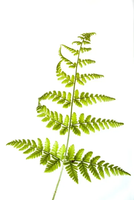 Framed Print : England. Northumberland, Fern. Native Fern growing in the county of Northumberland, UK
