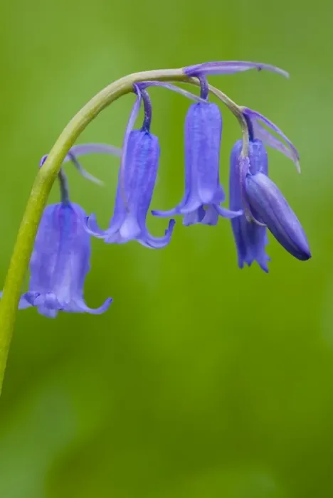 Framed Print : England, Northumberland, Haydon Bridge. Bluebells growing in a Northumberland Wildlife Trust Reserve known as