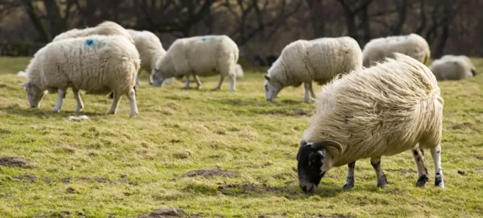 Framed Print : England, Northumberland, Northumberland National Park. Sheep grazing in a field in the Breamish Valley