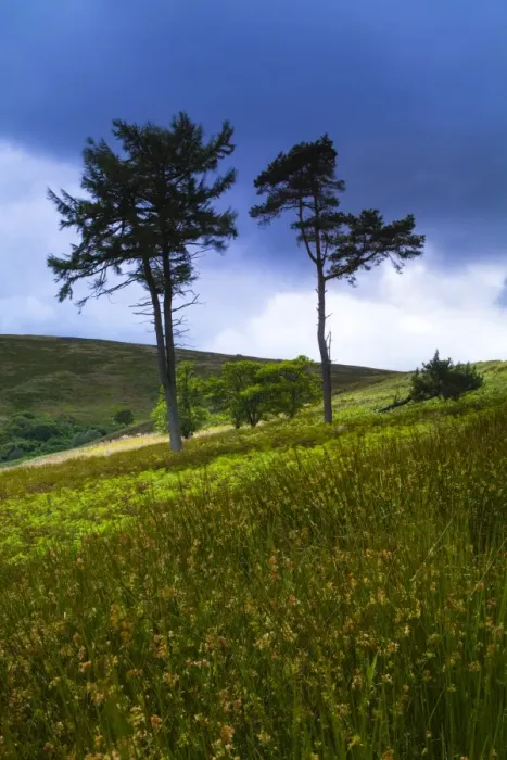 Framed Print : England, Northumberland, Northumberland National Park