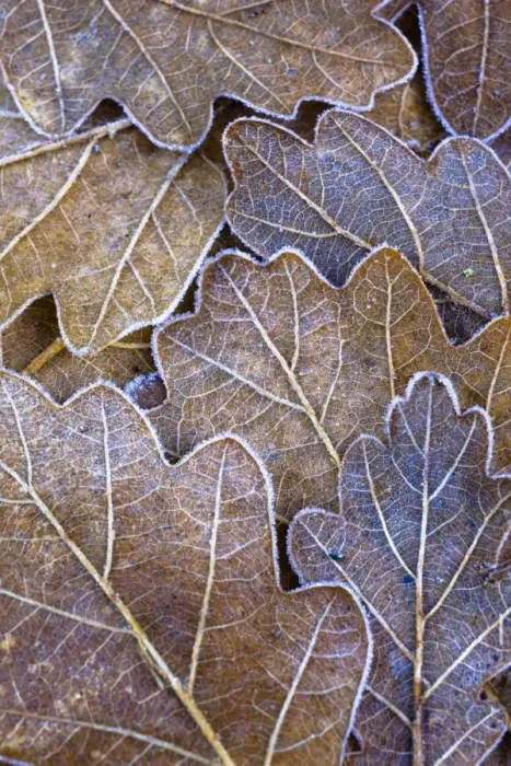 Framed Print : England, Northumberland, Plessey Woods Country Park. Detail of frost coated Oak leaves on the forest floor of the Plessey Woods
