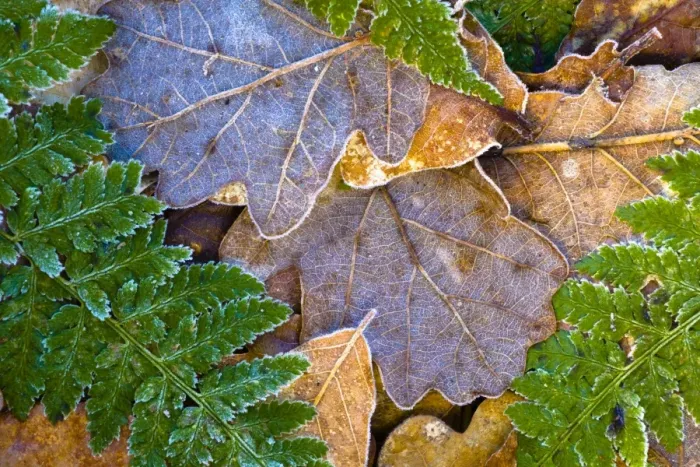 Framed Print : England, Northumberland, Plessey Woods Country Park. Detail of frost coated leaves on the forest floor of the Plessey Woods