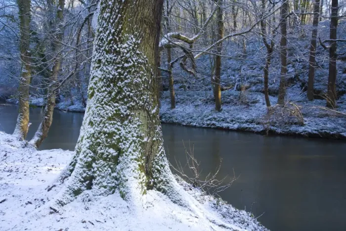 Framed Print : England, Northumberland, Plessey Woods Country Park. A recent snowfall transforms the woodland of the Plessey Woods
