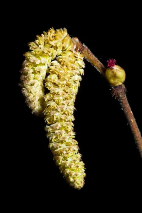 Framed Print : England, Northumberland, Plessey Woods Country Park. Hazel Catkins photographed against a black background