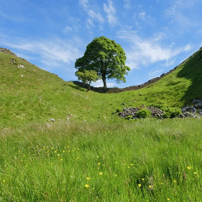 Framed Print : England, Northumberland, Sycamore Gap, Northumberland National Park