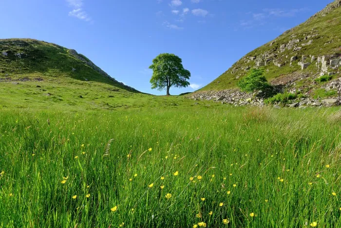 Framed Print : England, Northumberland, Sycamore Gap, Northumberland National Park